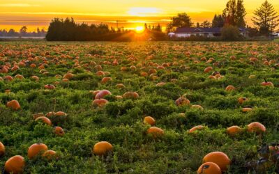 Richmond Pumpkin Patches